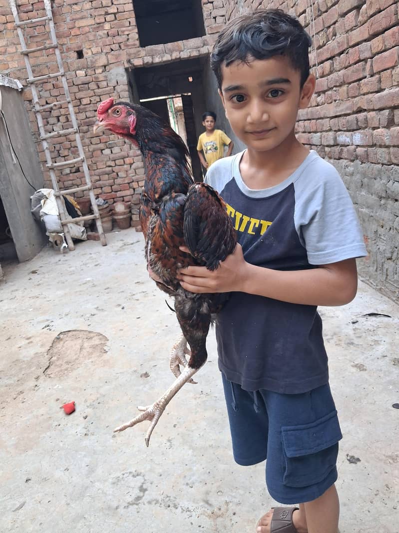Pakistani Aseel 1