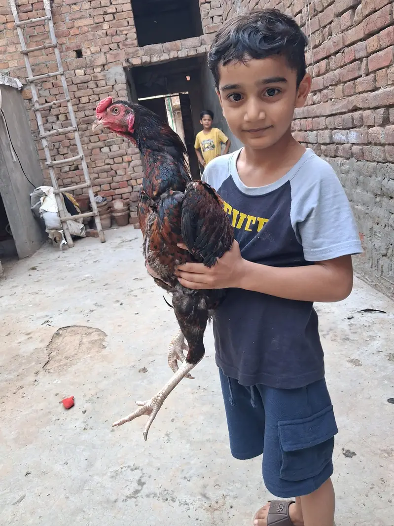 Pakistani Aseel — photo 2