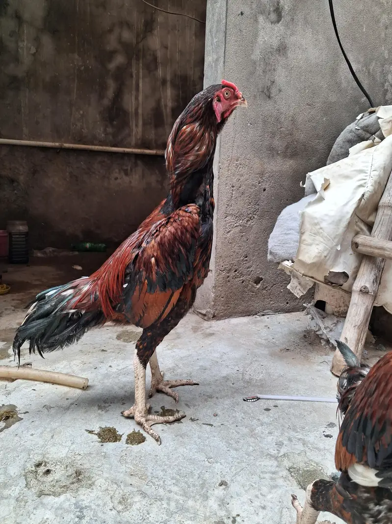 Pakistani Aseel — photo 3