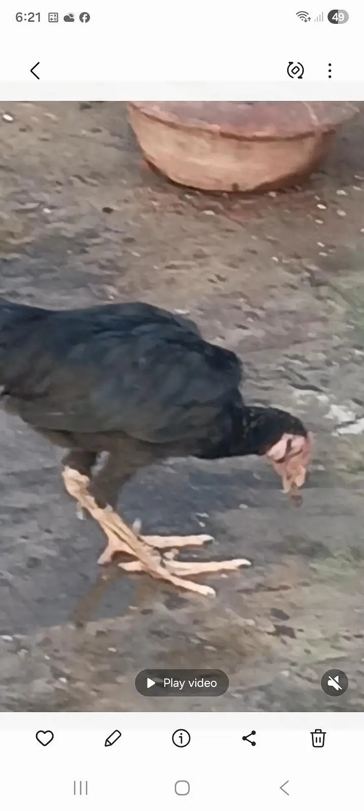 hierarchy aseel pair and a black hen — photo 8