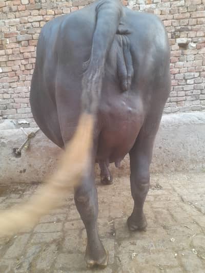 1st timer buffalo for sale