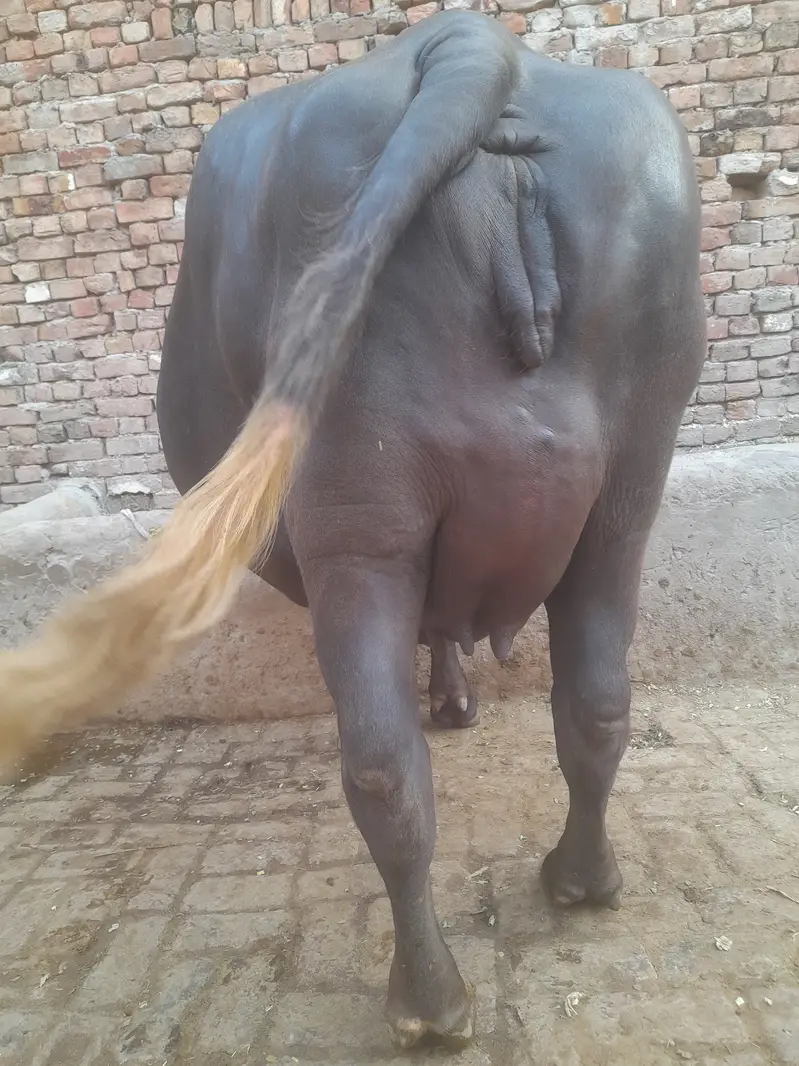 1st timer buffalo for sale — photo 2
