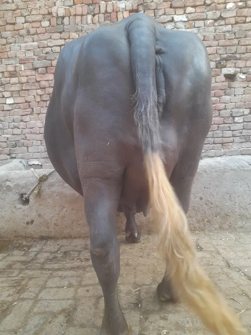 1st timer buffalo for sale — photo 3