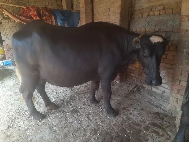 1st timer buffalo for sale — photo 5
