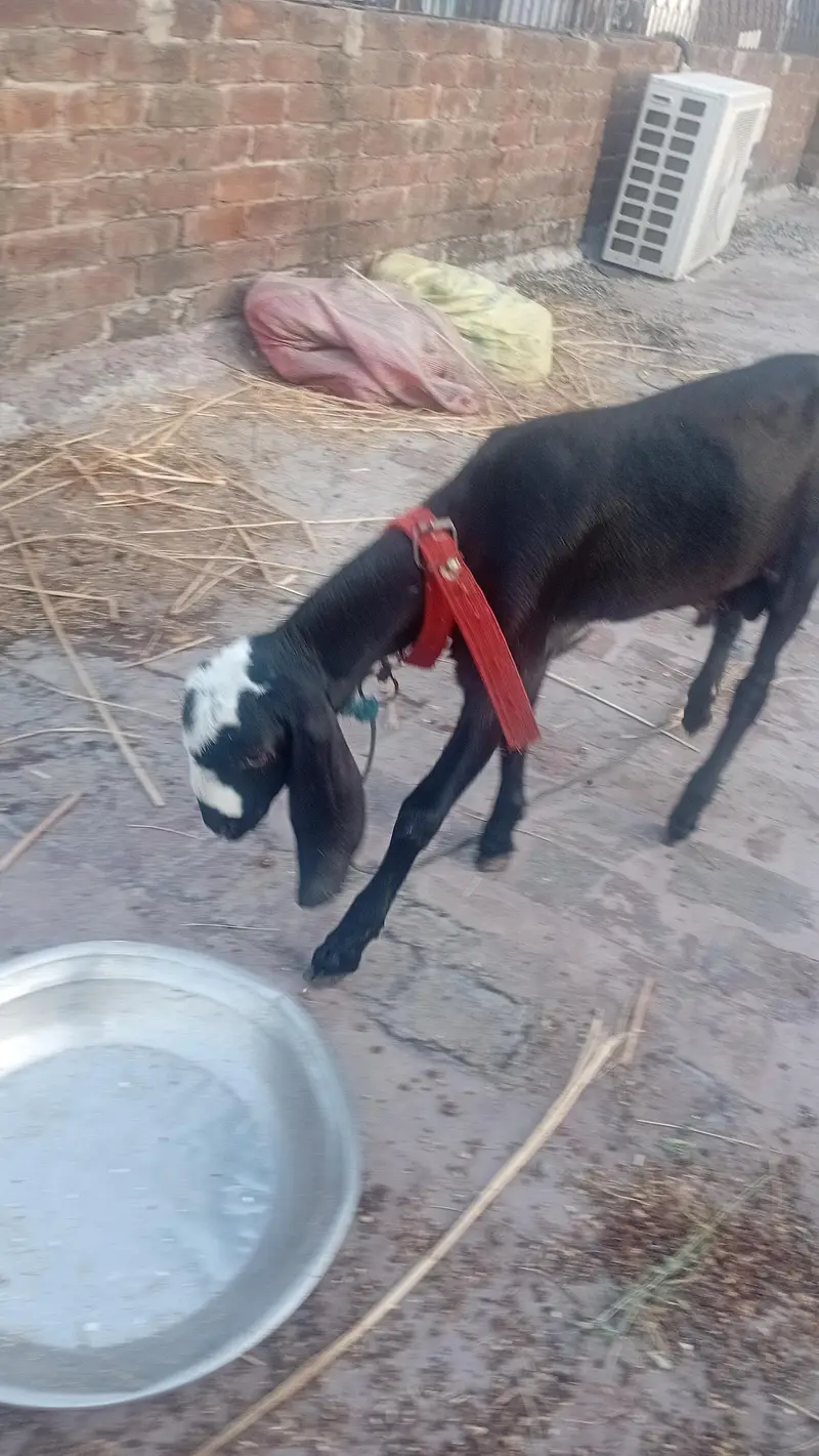 White or black jori Bkry for Eid 2027 — photo 3