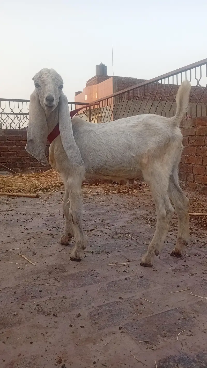 White or black jori Bkry for Eid 2027 — photo 6
