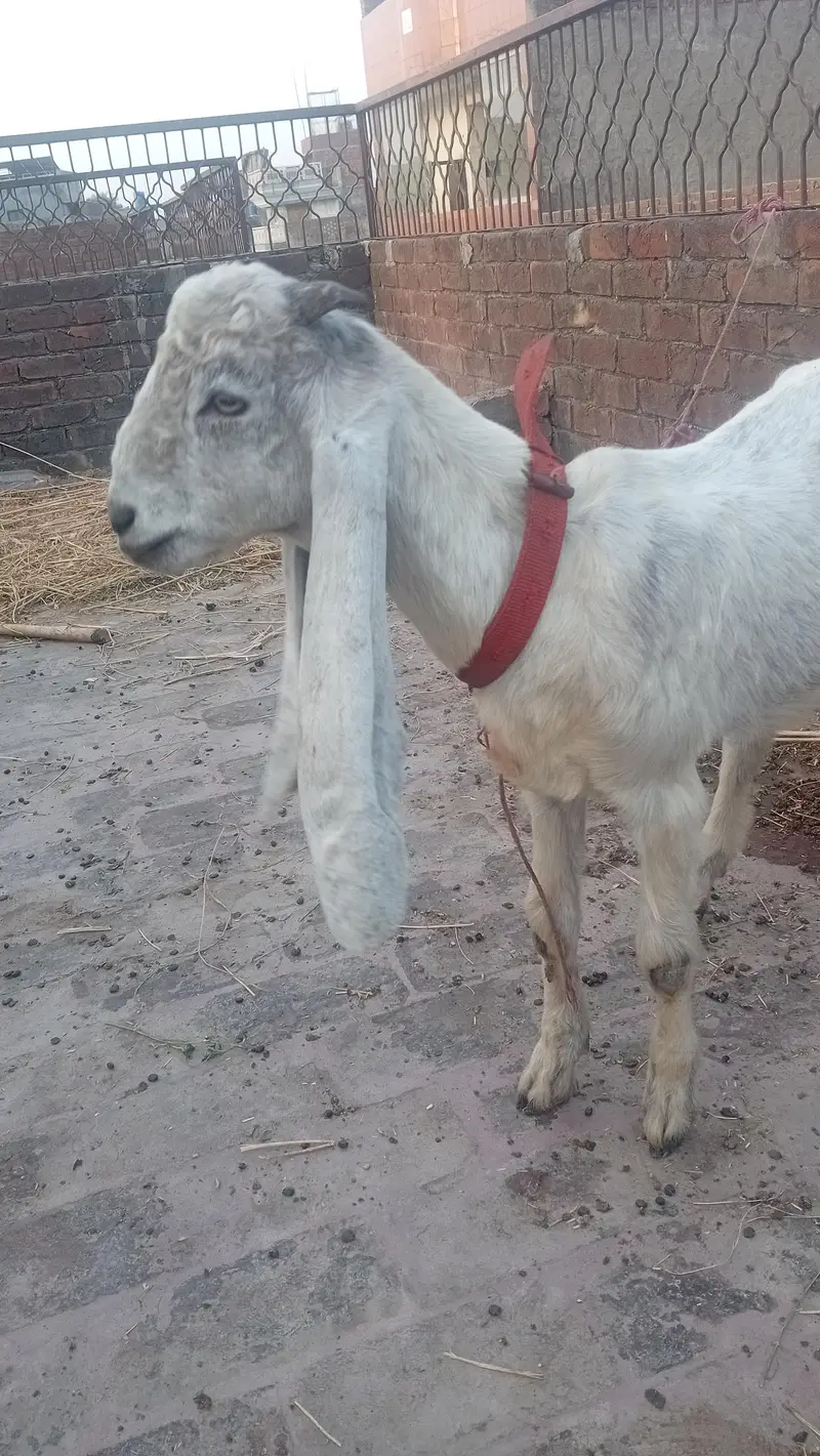 White or black jori Bkry for Eid 2027 — photo 7
