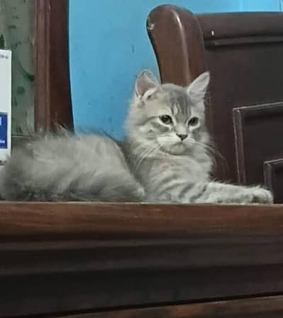 piyari mano