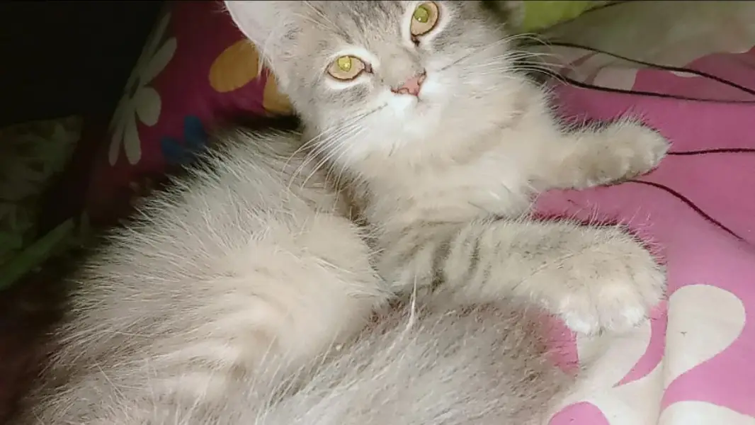 piyari mano — photo 2