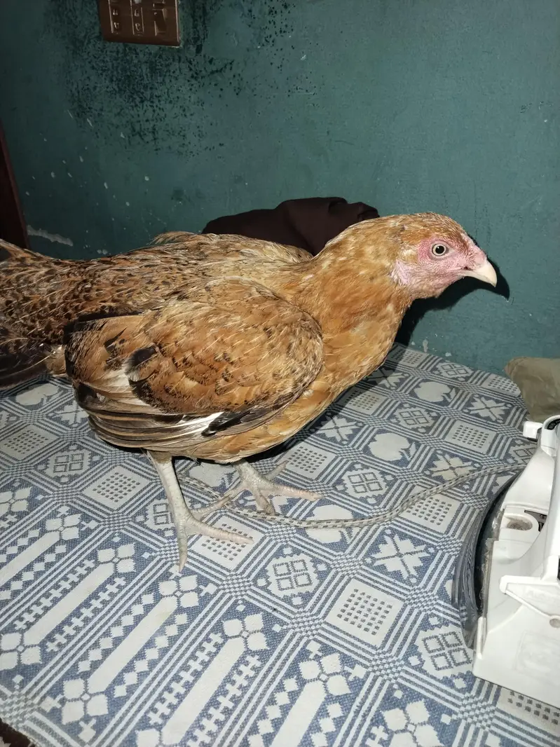 adeel kurak murgi for sale — photo 2