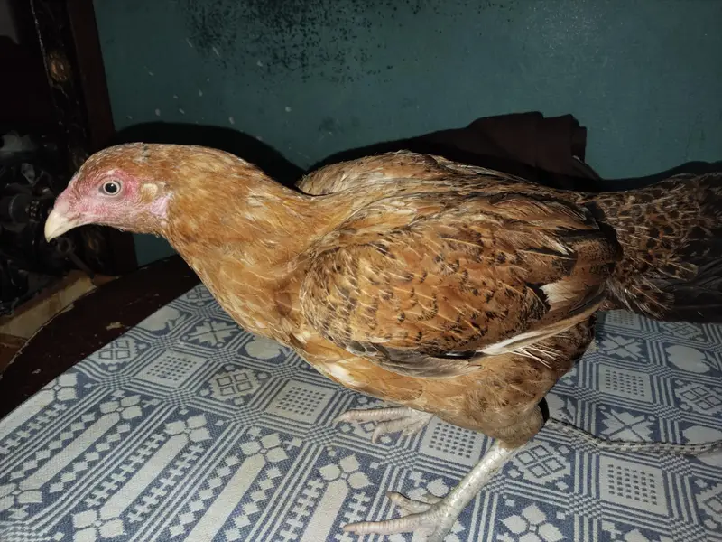 adeel kurak murgi for sale — photo 3