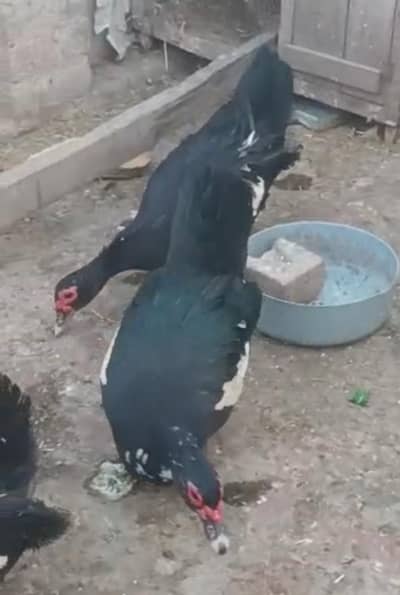 Muscovy Ducks urgent sale
