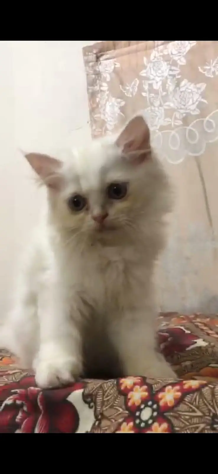 pure Persian cat — photo 3