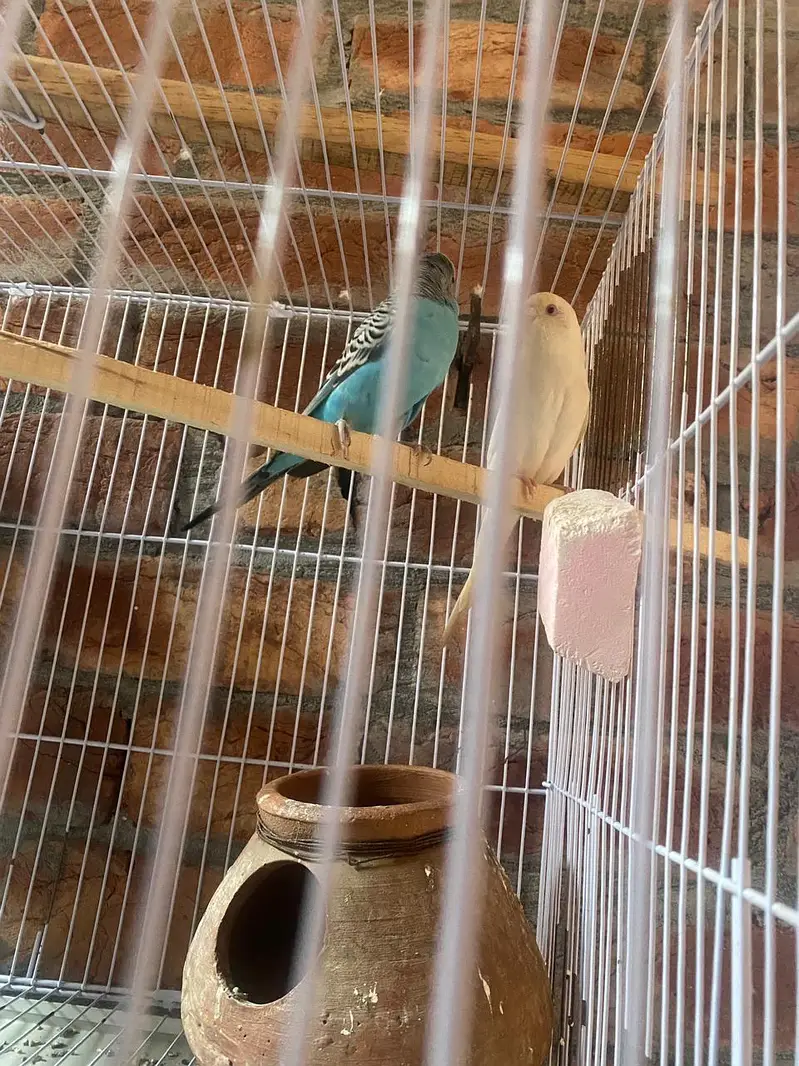 breeder red eyes — photo 2