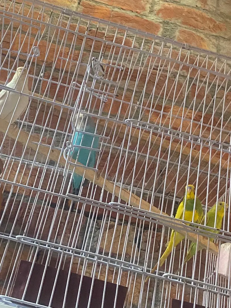 breeder red eyes — photo 3