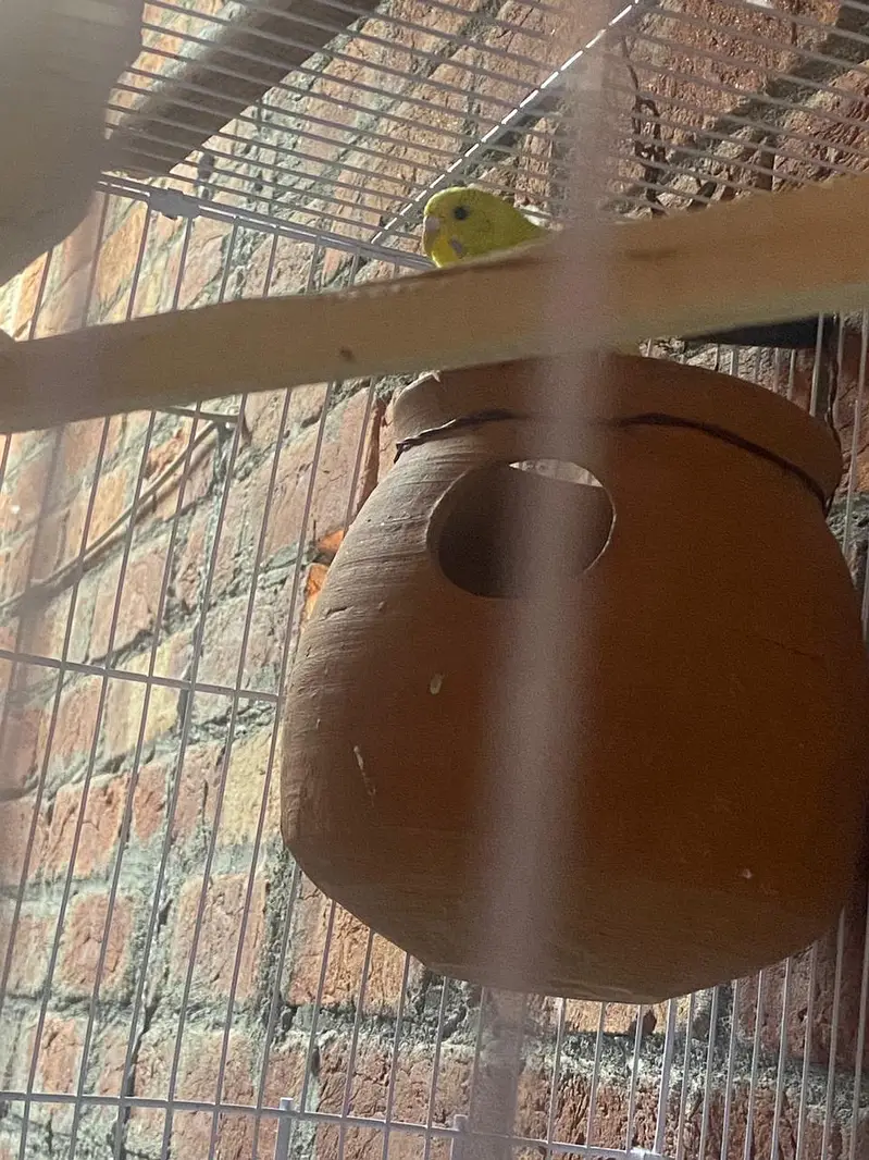 breeder red eyes — photo 5
