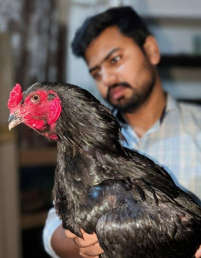  Thai Aseel Breeder Murgha | Pure Quality | Healthy & Active