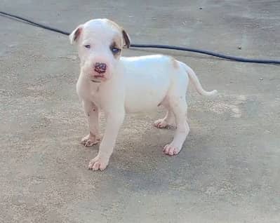 Gultair puppy
