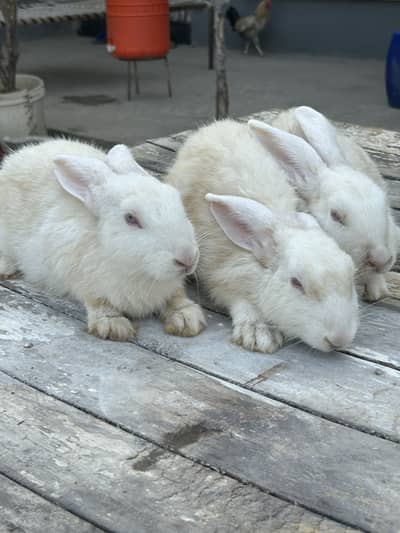 3 females or aik male 5kg pure blood line active and healthy