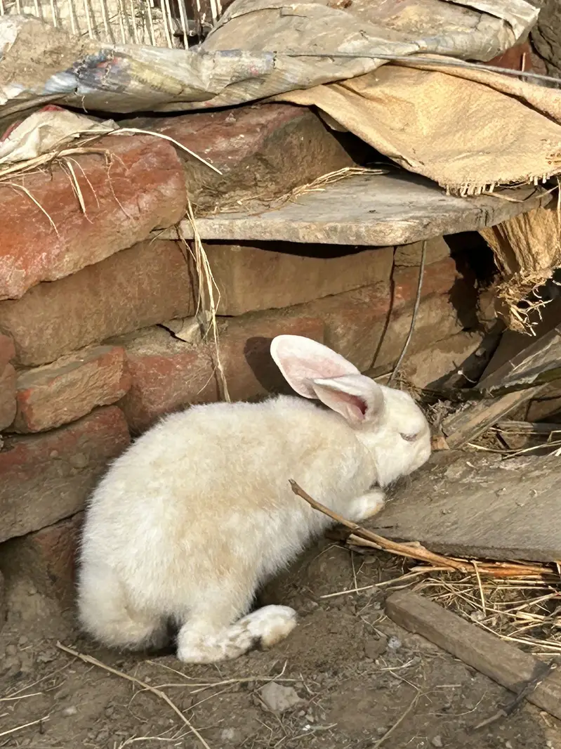 3 females or aik male 5kg pure blood line active and healthy — photo 2