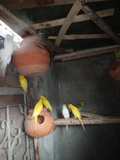 mix colors budgies