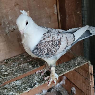silver cherry sentinent female full breeder