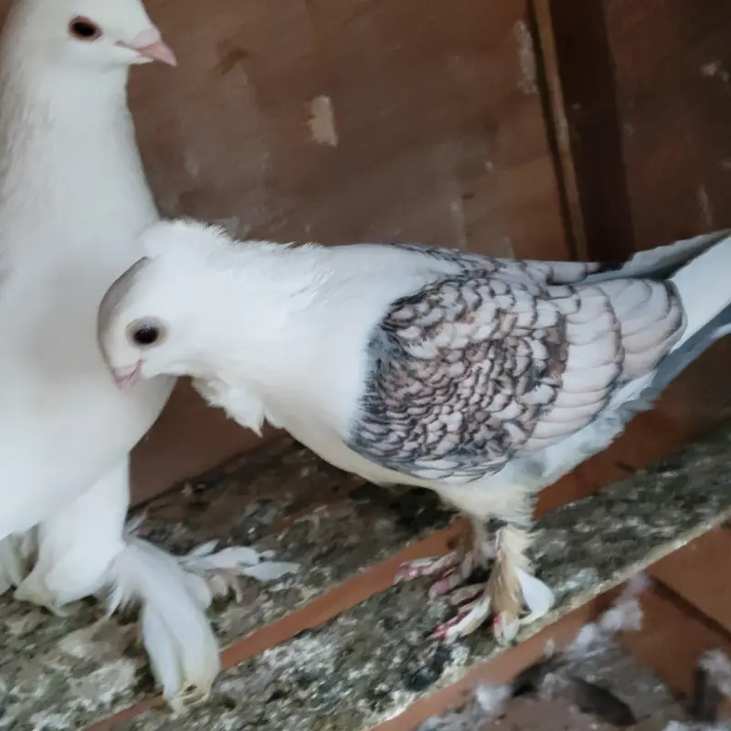 silver cherry sentinent female full breeder — photo 4