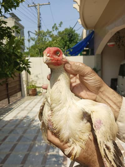 Out class parrot beak long tail cross female