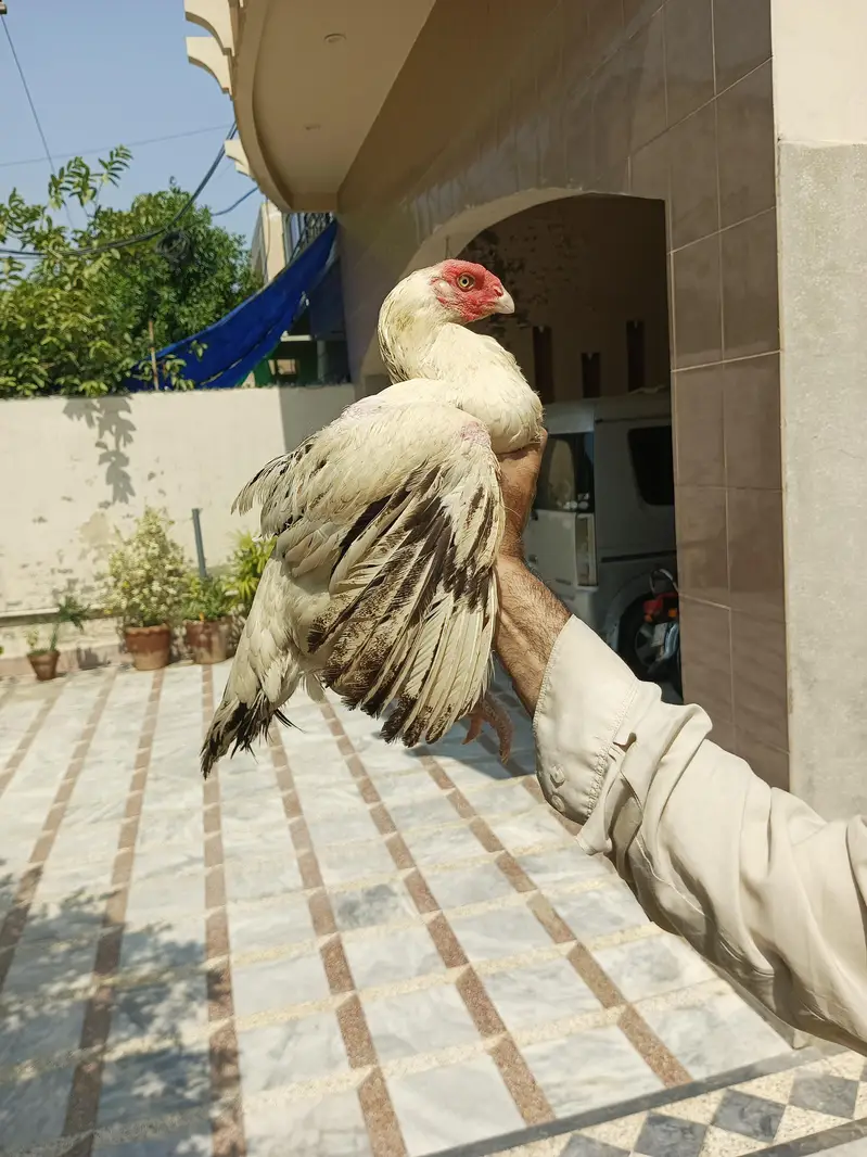 Out class parrot beak long tail cross female — photo 2