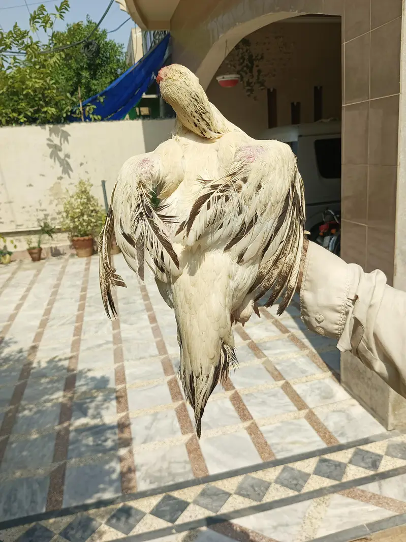 Out class parrot beak long tail cross female — photo 3