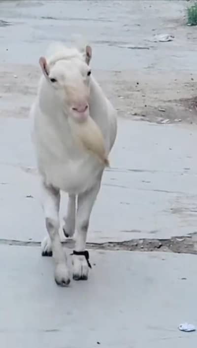 Russian tady Bakra for sell