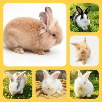 Rabbits / Bunnies / Islamabad