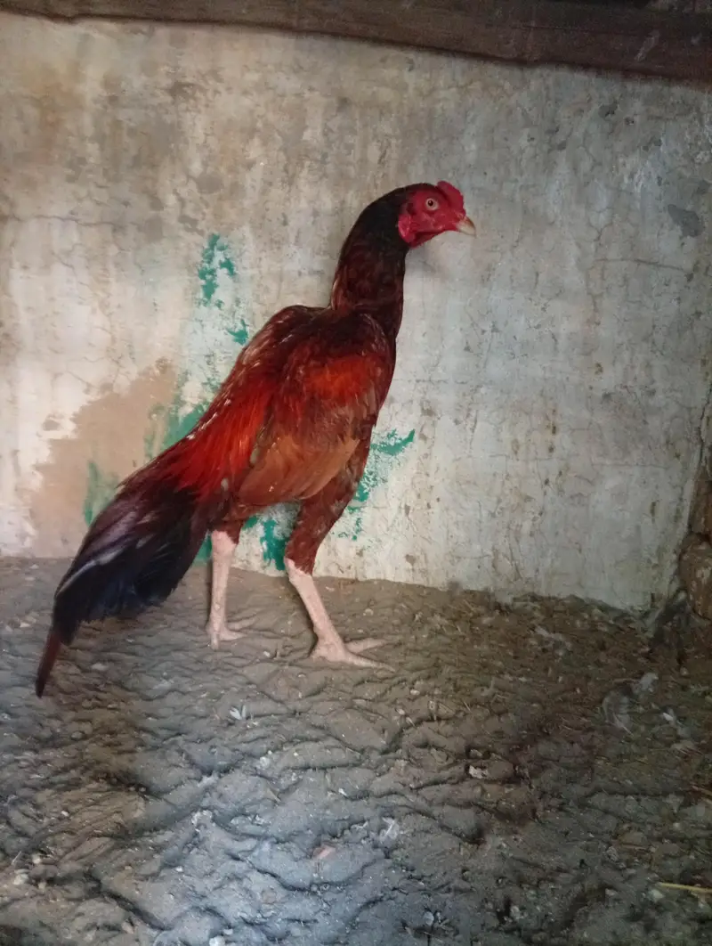 peela zehrela pahta — photo 3