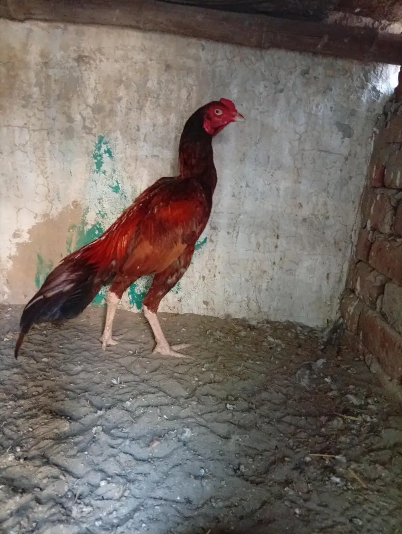 peela zehrela pahta — photo 4