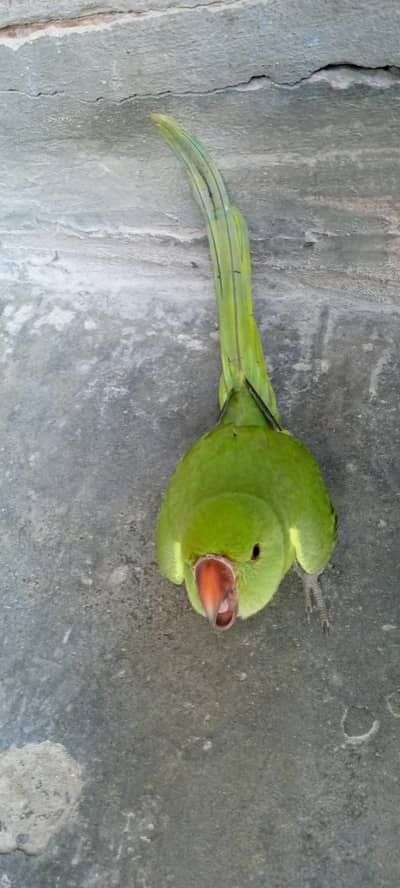 green parat for sail