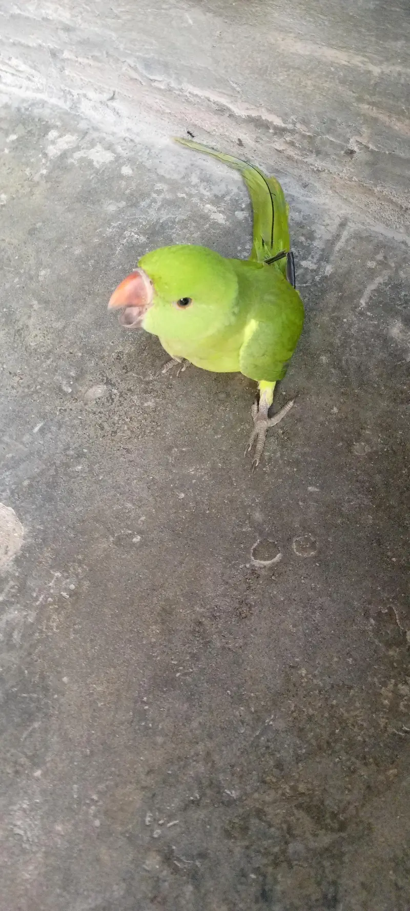 green parat for sail — photo 2
