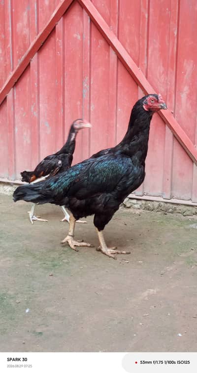 lasani and peela