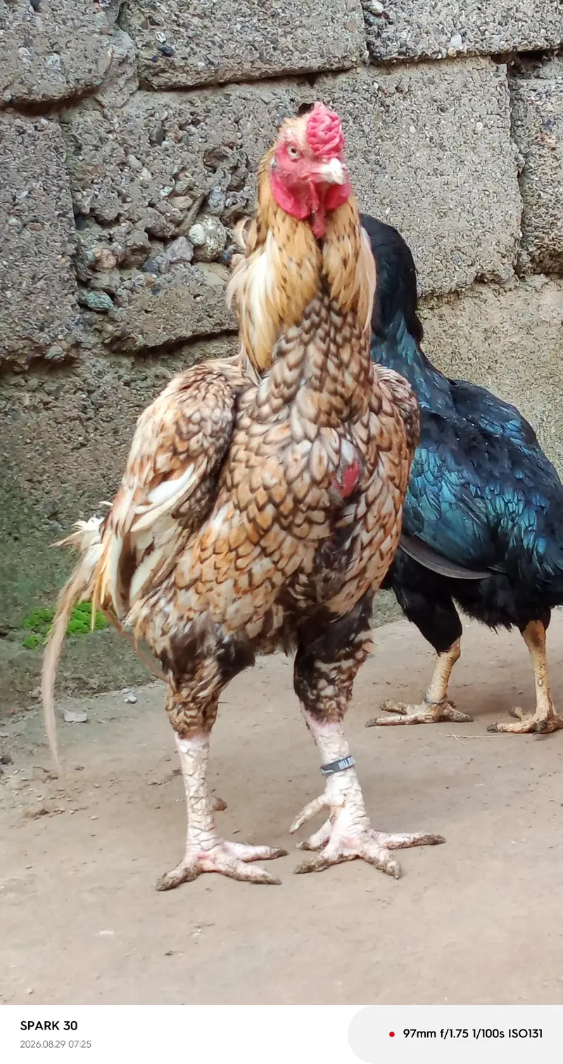 lasani and peela — photo 4