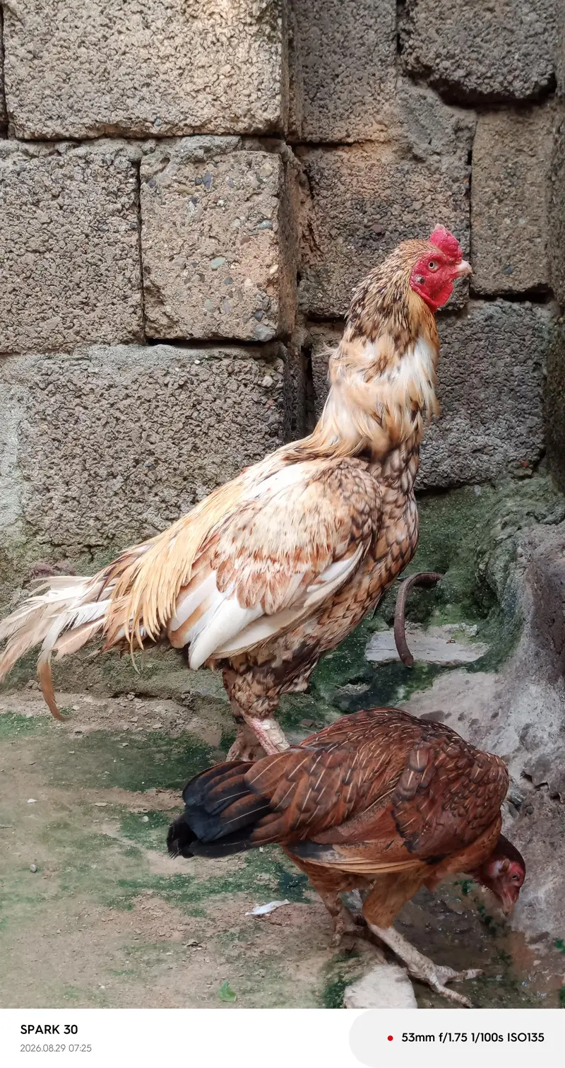 lasani and peela — photo 5