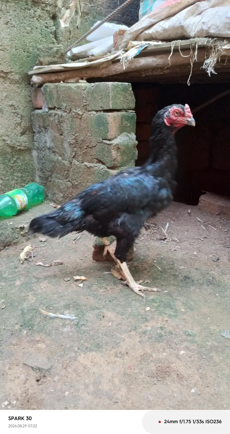 lasani and peela — photo 7