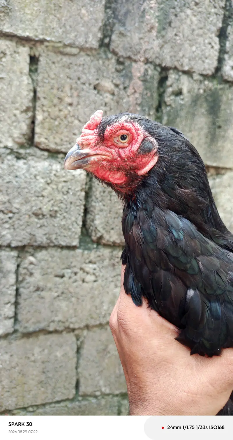 lasani and peela — photo 8