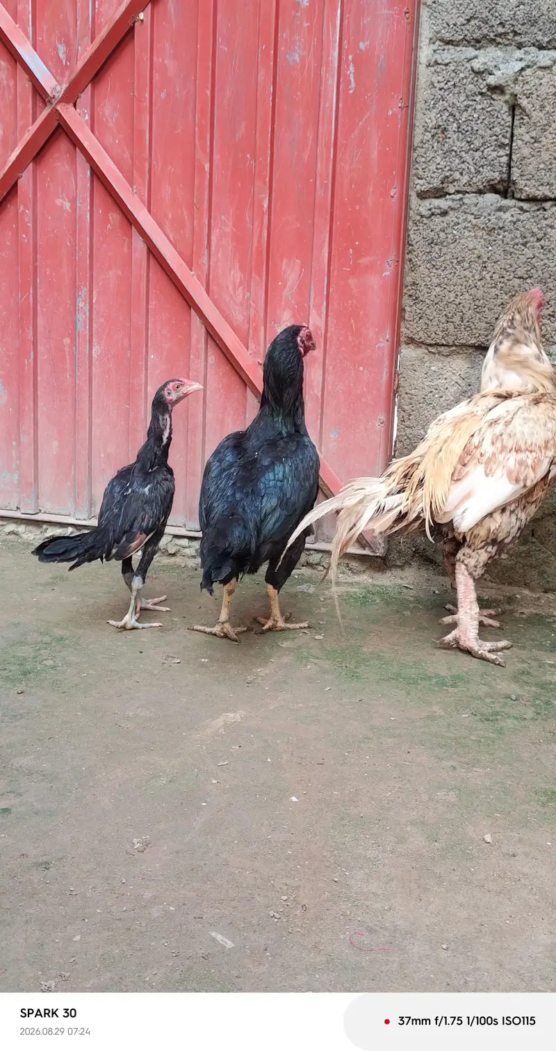 lasani and peela — photo 12