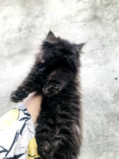 Black persian female kitten 03234102419