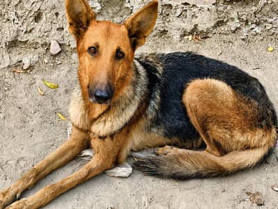 German Shepherd Female Short coat