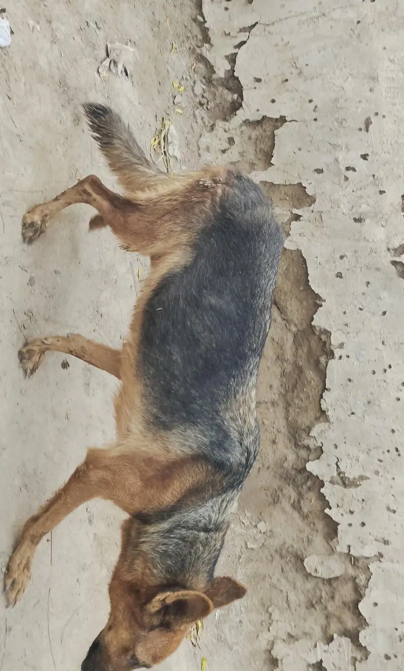German Shepherd Female Short coat — photo 2