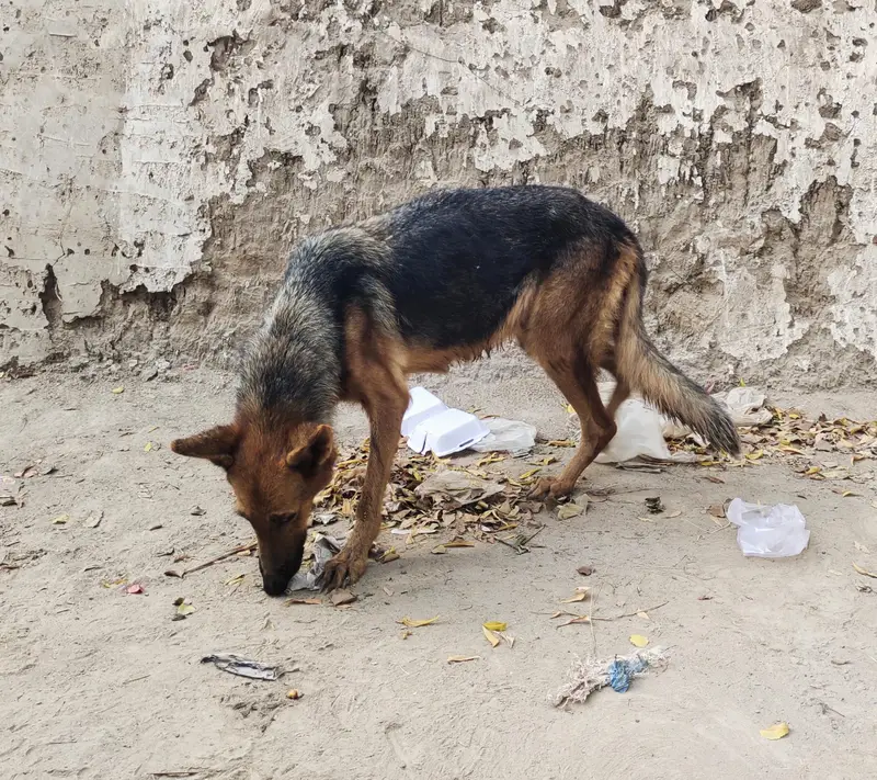 German Shepherd Female Short coat — photo 3