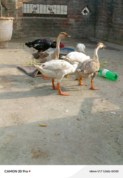 Big huge Ducks 1 pair for sale healthy and active