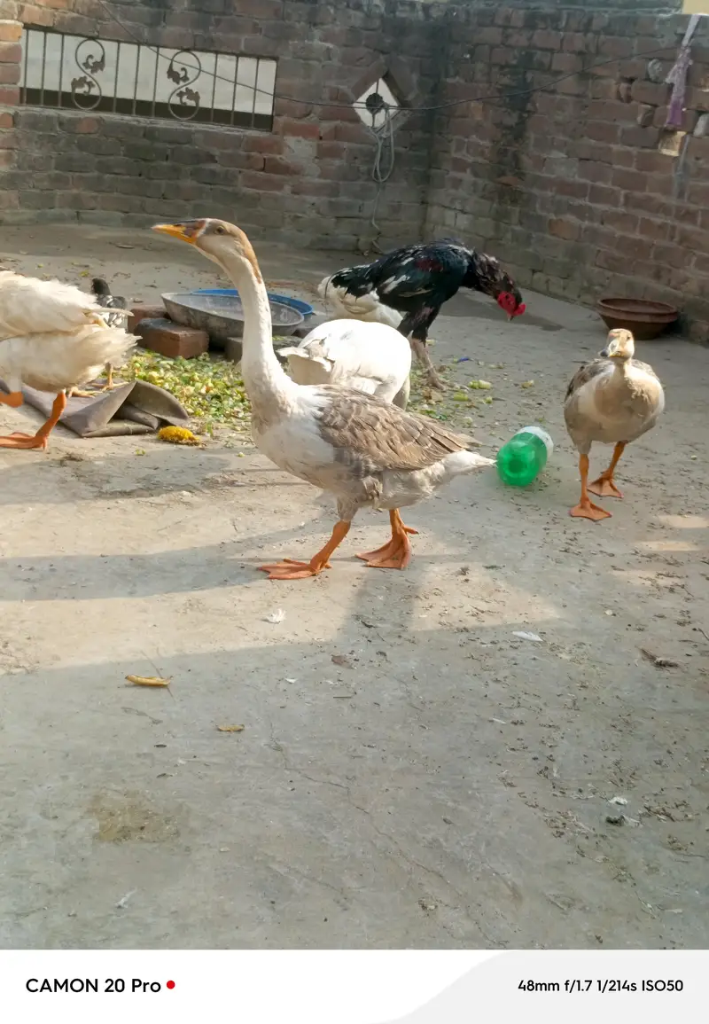 Big huge Ducks 1 pair for sale healthy and active — photo 2