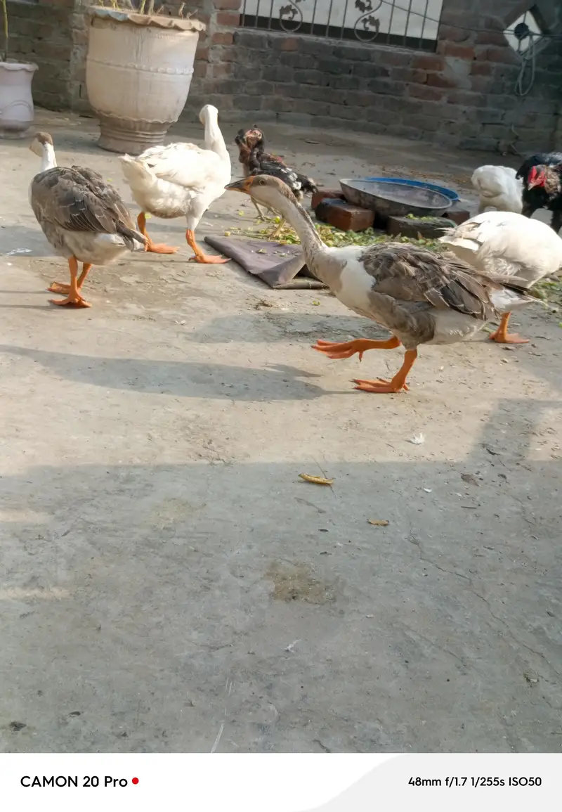 Big huge Ducks 1 pair for sale healthy and active — photo 3