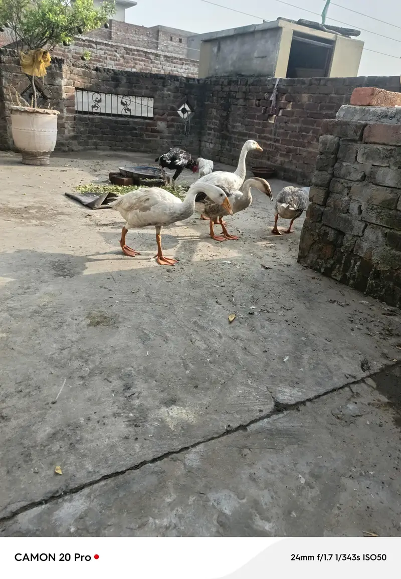 Big huge Ducks 1 pair for sale healthy and active — photo 4